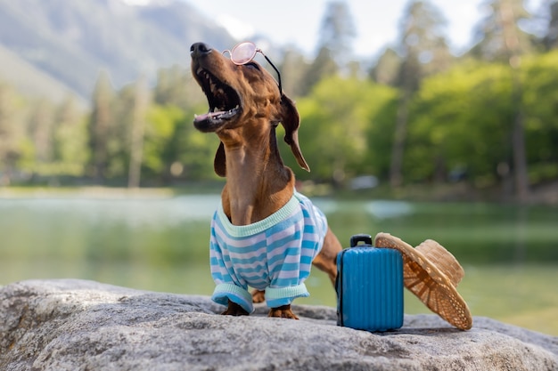 Netter Dackelhund auf einer Reise. Ein Dackelhund mit Sonnenbrille, Strohhut und Sommerkleidung sitzt mit einem Koffer auf dem Meer am Wasser. Urlaub mit Haustieren. Foto in hoher Qualität