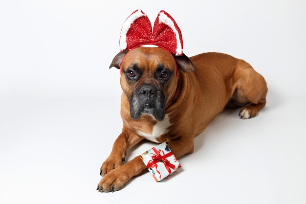 Netter deutscher Boxerhund mit Schleife und Geschenk auf weißem Hintergrund