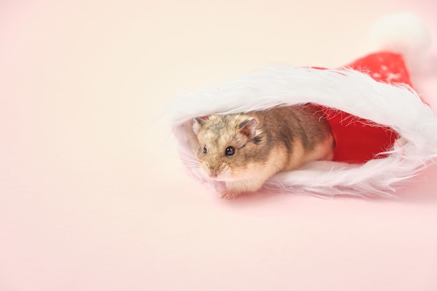 Netter Dsungarischer Hamster im roten Weihnachtshut auf rosa Hintergrund