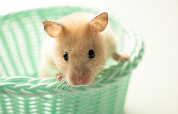 Foto netter dsungarischer hamster in einem grünen korb auf einem weißen hintergrundkopierraum