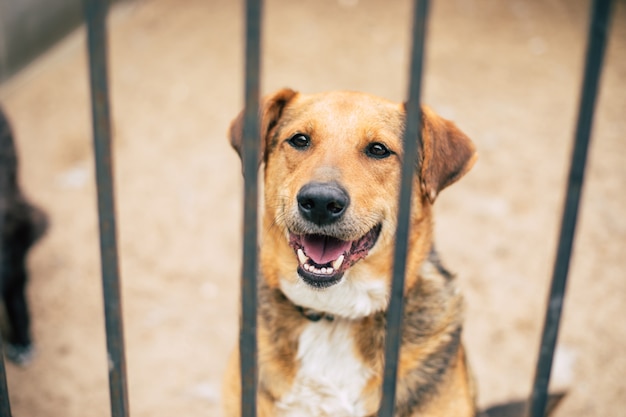 Netter freundlicher Hund in einem Tierheim wartet auf Freund und Zuhause