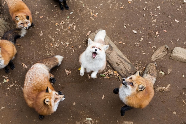 Netter Fuchs, der oben schaut