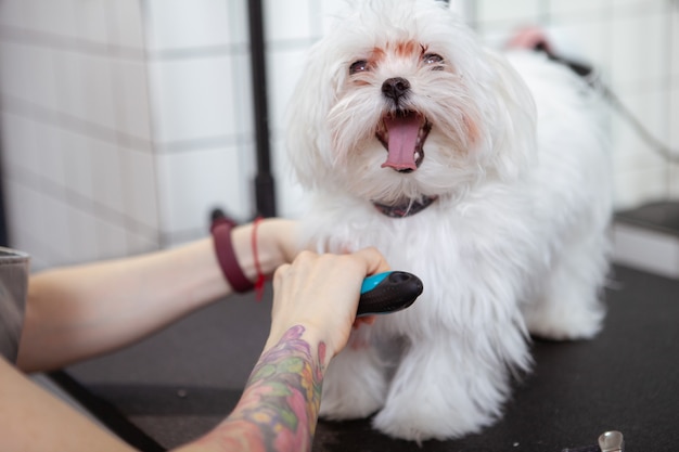 Netter glücklicher kleiner Hund am Pflegesalon