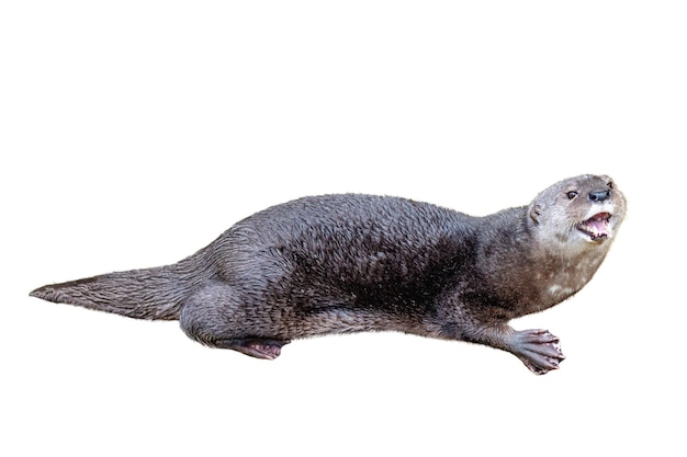 Netter glücklicher Otter getrennt auf Weiß