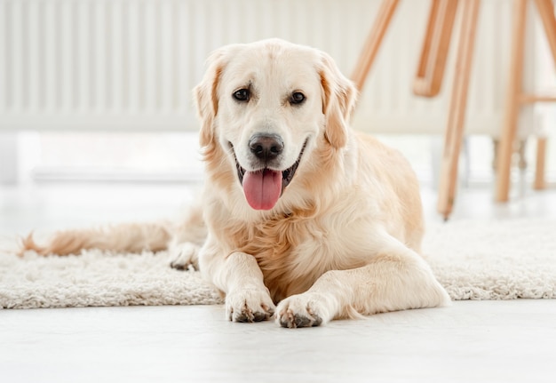 Netter Golden Retriever Hund, der im hellen Raum sitzt