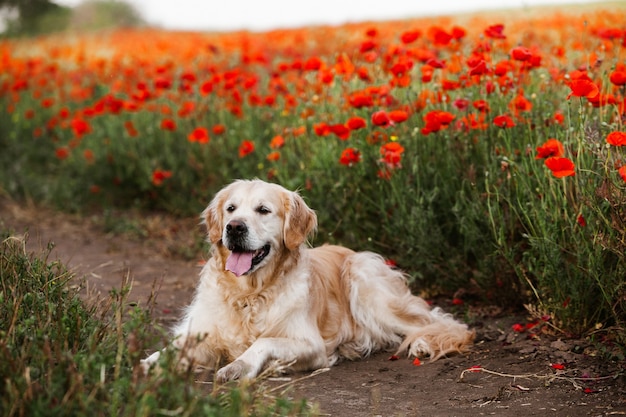 Netter Golden Retriever Hund im Mohnfeld