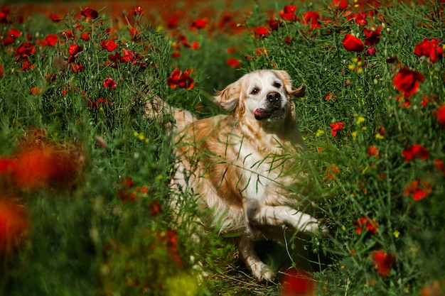 Netter Golden Retriever im Mohnfeld