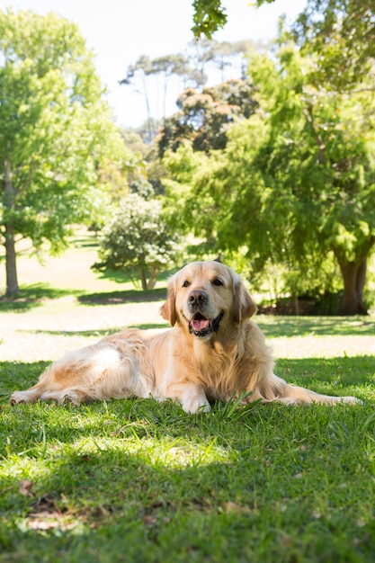 Netter goldener Apportierhund im Park