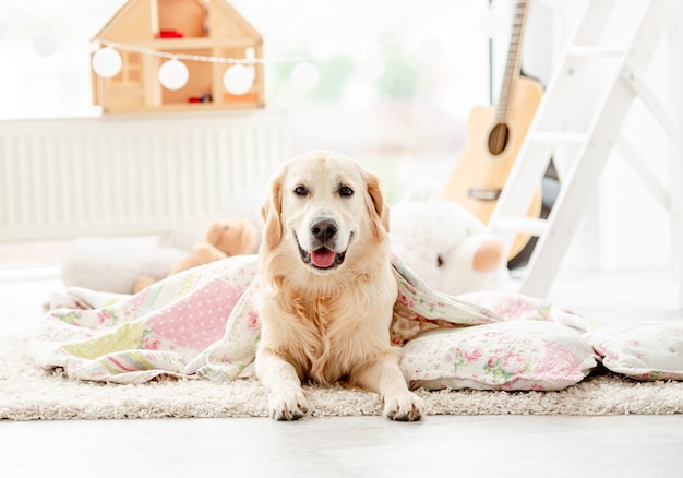 Netter goldener Retriever bedeckt mit Decke