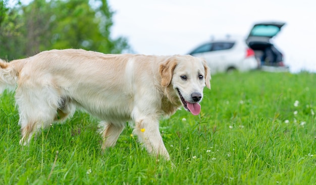 Netter goldener Retrieverhund, der mit reisendem Auto auf grünem Gras geht