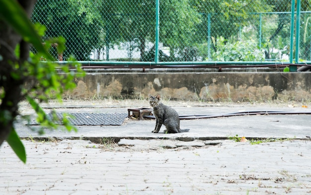 Netter grauer felis oder Katzen, die auf dem Boden spielen