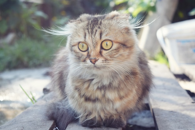 Netter grauer Katzenabschluß oben