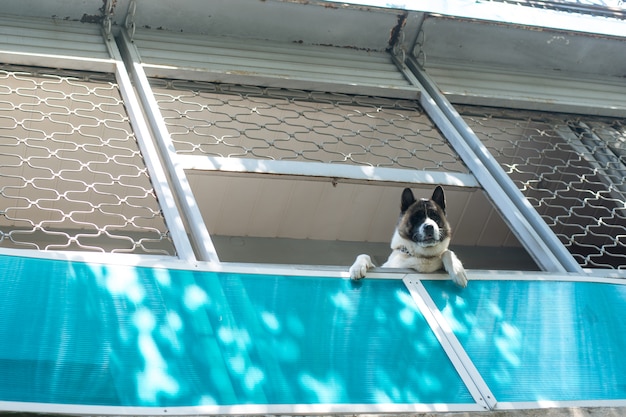 Netter großer hund auf dem balkon, von unterhalb gesehen und unten schauend