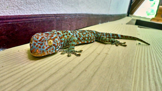 Netter grüner Gecko sitzt an der Wand. Pangan. Thailand.