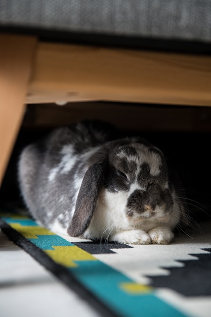 Netter Hase, der zu Hause unter dem Sofa liegt