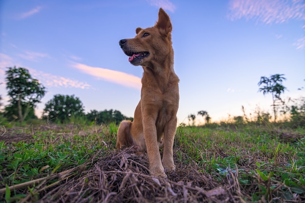 Netter Haustierhund im Garten