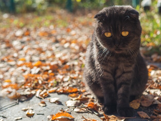 Netter Herbst der schwarzen Katze im Garten
