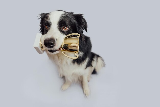 Netter Hündchen-Border-Collie, der Gold-Champion-Trophäenbecher im Mund hält, isoliert auf weißem Hintergrund