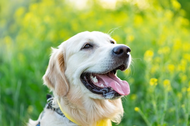 Netter Hund auf Blumenhintergrund