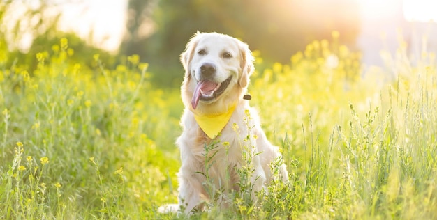 Netter Hund auf dem Feld mit Blumen