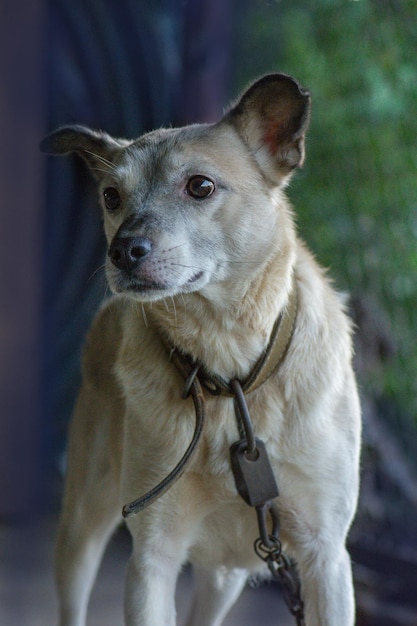 Netter Hund auf dem Hof Schönes Welpenporträt im Freien bei Sonnenuntergang Welpe ruht auf Hinterhof Fröhlicher junger Hund, der sich auf der Straße auf Sonnenuntergang ausgibt