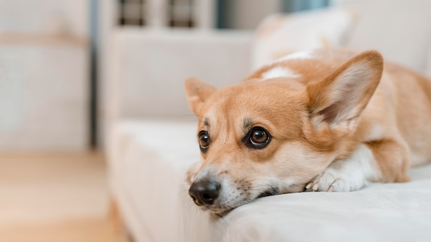 Netter Hund auf der Couch zu Hause