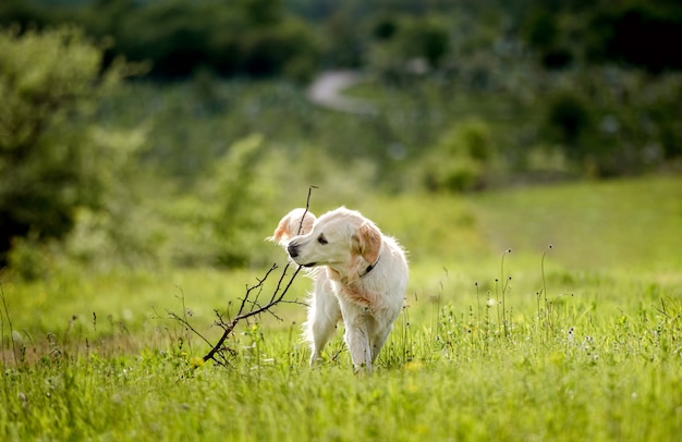 Netter Hund, der auf blühendem Feld sitzt