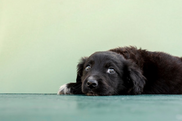 Netter Hund, der auf Boden auf grünem Hintergrund sitzt
