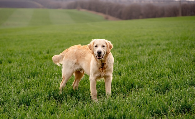 Netter Hund, der auf grünem Feld steht