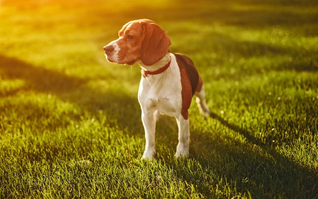 Netter Hund, der auf Rasen steht