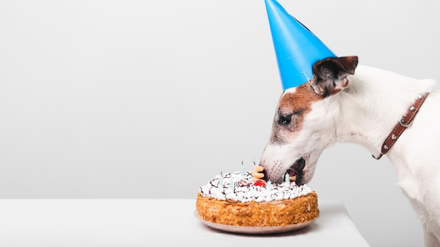 Foto netter hund, der geburtstagskuchen isst