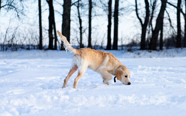 Netter Hund, der im Winter geht