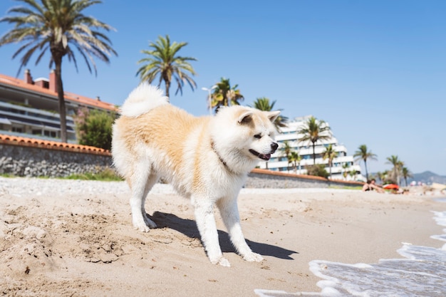 Netter Hund, der ins Wasser will, aber Angst hat