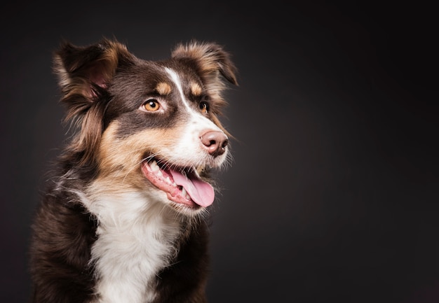 Netter Hund, der mit Kopienraum steht