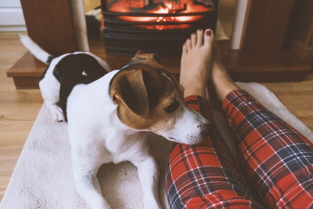 Netter Hund der weiblichen Füße AN im vorderen Kamin