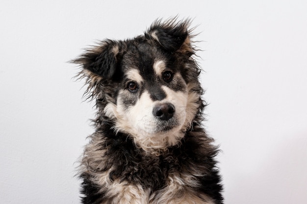 Netter Hund des hohen Winkels auf weißem Hintergrund