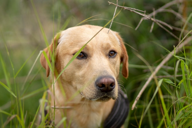 Netter Hund im Gras