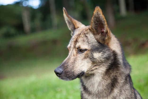 Netter Hund im Park