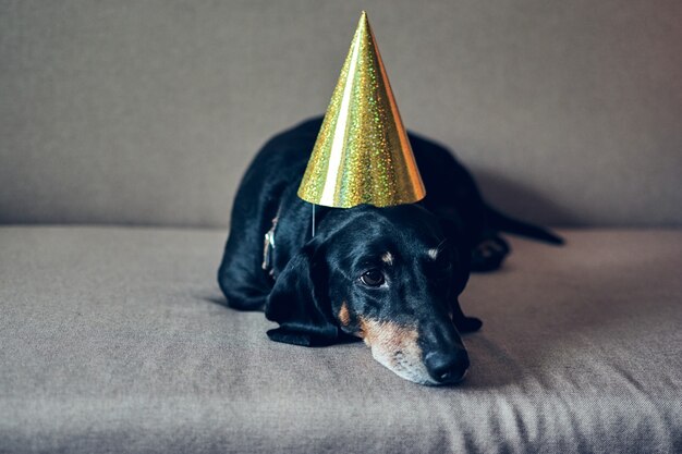 Netter Hund im Partyhut. Alles Gute zum Geburtstag. Schwarzbraunes Dackelporträt, das ein neues Jahr feiert.