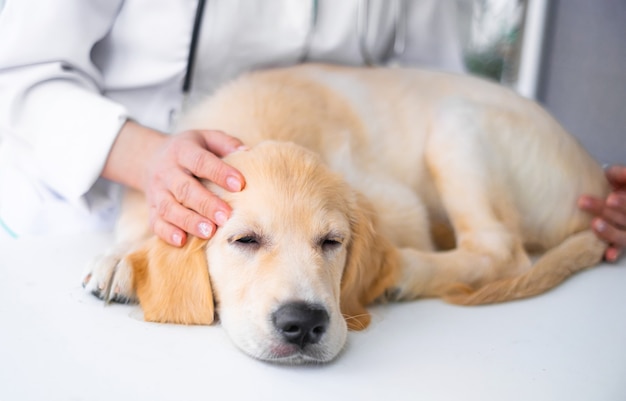 Netter Hund in der Tierklinik