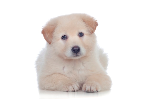 Netter Hund mit dem weichen weißen Haar müde