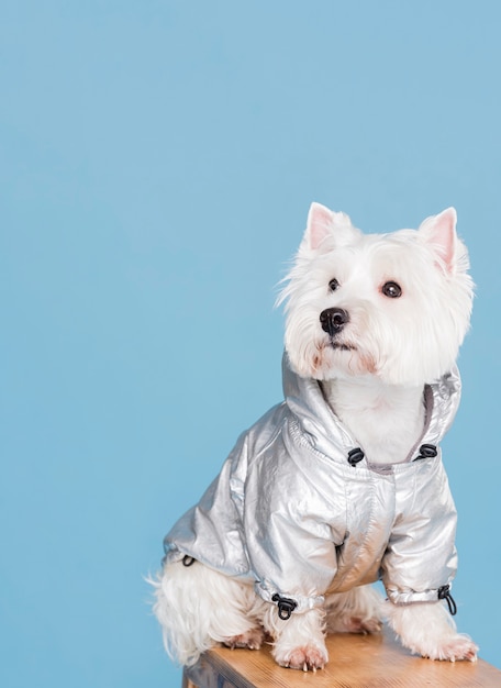 Foto netter hund mit einem kostüm