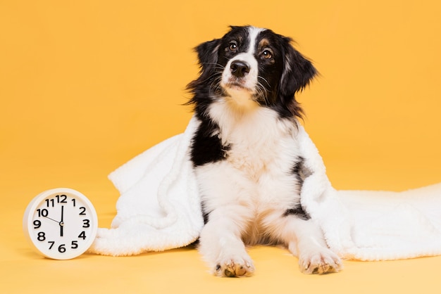 Netter hund mit einer uhr