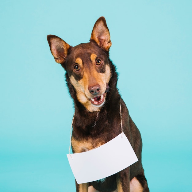 Foto netter hund mit papierzeichen