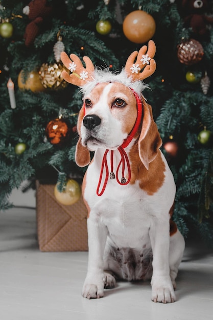 Netter Hund mit Rentiergeweih, der auf dem Hintergrund des Weihnachtsbaums sitzt