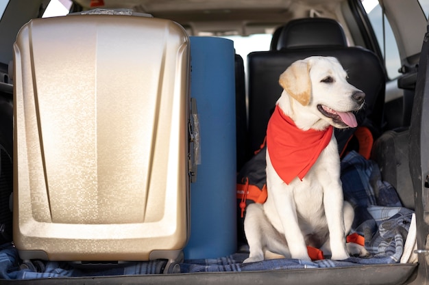 Foto netter hund mit rotem kopftuch, der im auto sitzt