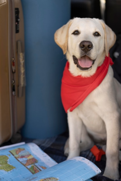 Foto netter hund mit rotem kopftuch und kartenvorderansicht