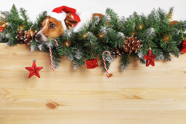 Netter Hund mit Sankt-Hut nahe Weihnachtsbaumast.