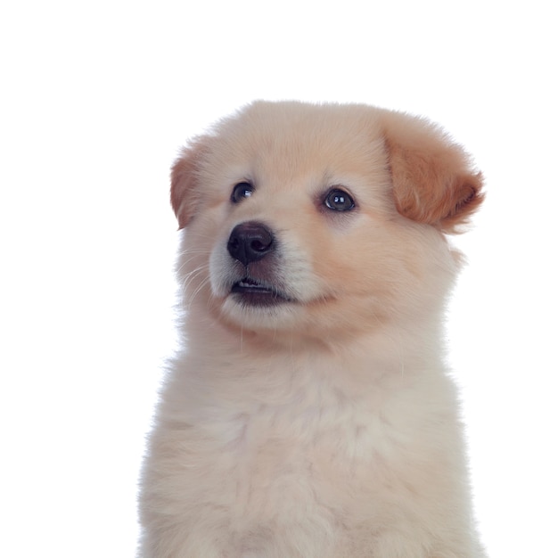 Netter Hund mit weichen weißen Haaren