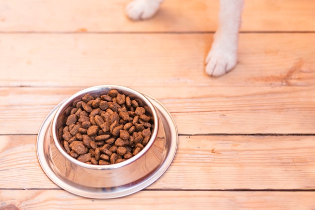 Netter Hund nahe Schüssel des vollen Futters